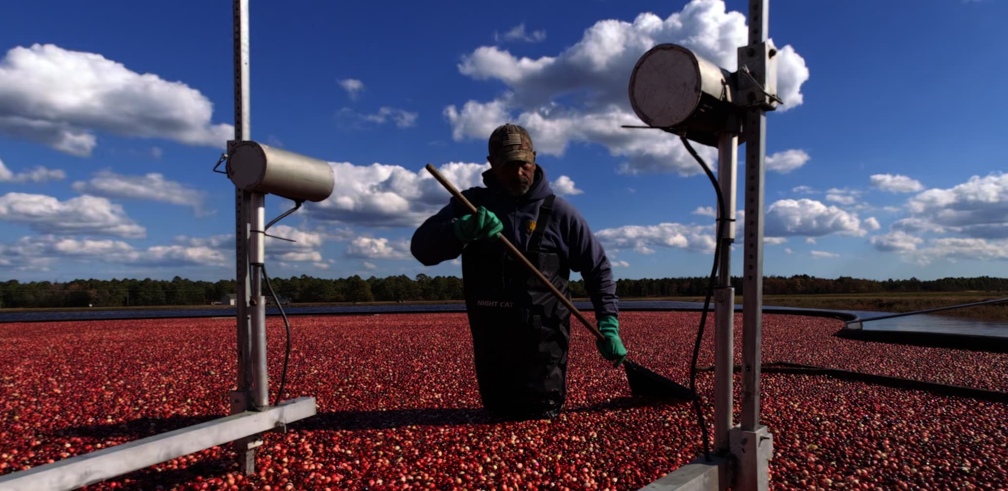 Harvest in the Bogs